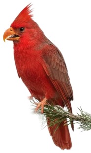 a red bird perched on a branch.jpg